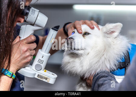 Tierarzt Augenarzt einen checkup Eye Exam zu einem Hund Stockfoto