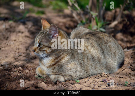 Katze liegend im Garten an einem sonnigen Frühlingstag Stockfoto