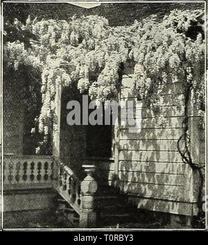 Dreer ist Herbst Katalog 1929 (1929) Dreer ist Herbst Katalog 1929 dreersautumncata 1929 henr Jahr: 1929 Stockfoto