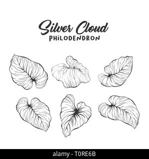 Palm Blätter realistische Hand gezeichnet Abbildung. Tropische Pflanzen, Laub Kugelschreiber Skizze. Philodendron mamei Gravur. Grußkarte botanischen isolierte Design Element. Regenwald flora Maßbild Stock Vektor