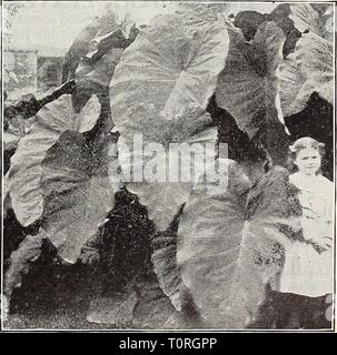 Dreer's 1909 Garten Buch (1909) Dreer's 1909 Garten Buch dreers 1909 Garten 1909 henr Jahr: 1909 Neue Fancy Caladiums. BEGONIA REX (Zier-). Unsere Kollektion umfasst alle die guten alten Sorten sowie das Beste der letzten Introductions. 15 cts. Jedes; 1,50 $ pro Doz. Faserig-verwurzelt Begonien. Alba Picta. Blätter glänzend Grün, frei beschmutzt mit silbrig-weiß; weiße Blumen. Argentea Guttata. Laub von Rich Green, beschmutzt mit Silber. Corallina Lticerna. Gigantische Traversen von BRONZY-roten Blüten, die in der Blüte kontinuierlich von April bis November. ilaageana. Große Blüten von cremig weiß, suffu Stockfoto