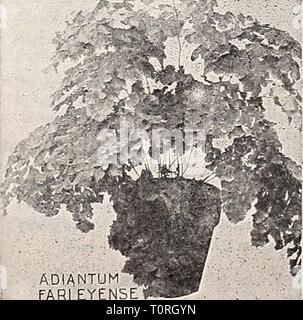 Dreer's 1907 Garten Buch (1907) Dreer's 1907 Garten Buch dreers Garten 1907 1907 Jahr: 1907 henr.*#T'-^. ASPIDlUM': TSUSSIrlENSE ich. ADIANTUM fARLEYENSE Stockfoto