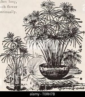Dreer's 1909 Garten Buch (1909) Dreer's 1909 Garten Buch dreers 1909 Garten 1909 henr Jahr: 1909 Ha Noi. Cypbhus Althrnifolius. CYANOPHVLLIM. Magnificum. Eine der am meisten argumentationskontakt Pflanzen für den warmen Konservatoren, mit großen, Fett, breites Laub, zwei Meter oder mehr in der Länge, das Zentrum, gewölbt, die Kanten wellig, und einer glänzenden Deep Green auf der oberen Fläche und eine rötliche Bronze unter - Neath, der prominente Venen weiß oder grün leuchtet. $ 1,00. CYPERIS. (Umbrella Anlage Alternifolius. Eine exzellente Anlage für das Haus. Wird in jedem guten Boden gedeihen und immer wieder eine Grüne und attracti Stockfoto