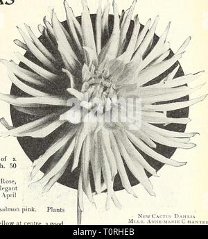 Dreer's Garten Buch 1916 (1916) Dreer's Garten Buch 1916 dreersgardenbook 1916 henr Jahr: 1916 HENRYADREER PIAMTS MADELPHIAMIlPARDEMRfE MAUS U135 Neue Kaktus-dahlien von 1915 und 1916 weiterhin fiirondelle. Sehr Zwerg und kostenlos, Blumen von mittlerer Größe mit schmalen Krümmung Blütenblätter einer Weiche rosa-violett. CO cts. Jedes. Hoffnung. Sehr großen kugelförmigen Blüten einer rosigen - Chamois mit Lachs suffusion, angenehm und deutlich in Form und Farbe; sehr frei. Pflanzen bereit, April 25 th. 50 cts. Jedes. Irene Satis. Eine angenehme Mischung von Bernstein und Bronze, eine ideale Herbst getönten Farben, Blumen groß, Blütenblätter Stockfoto