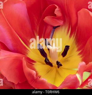 Farbenfrohe Makro Fotografie des Inneren eines isolierten weit offen rot gelbe Tulpe Blume Stockfoto