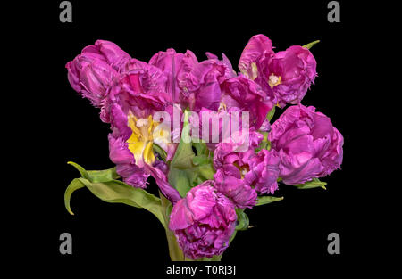 Kunst Stillleben bunte Makro aus einem Bündel/Strauß rosa gelb Papagei Tulpe Blüte mit grünen Blättern auf schwarzem Hintergrund Stockfoto