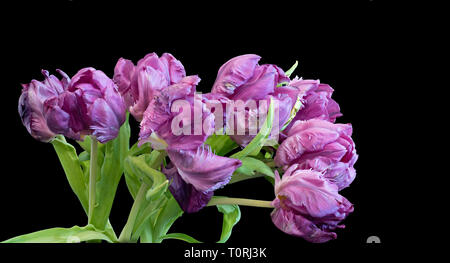 Kunst Stillleben bunte Makro aus einem Bündel/Bouquet von Veilchen Papagei Tulpe Blüte mit grünen Blättern auf schwarzem Hintergrund Stockfoto