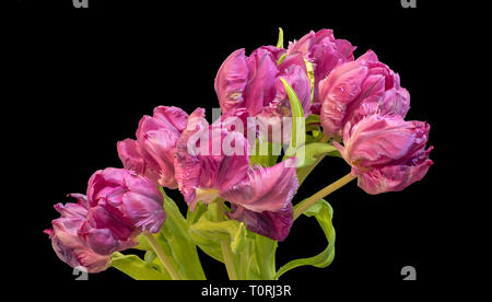 Kunst Stillleben bunte Makro aus einem Bündel/Strauß rosa Papagei Tulpe Blüte mit grünen Blättern auf schwarzem Hintergrund Stockfoto