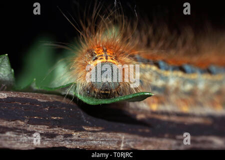 Caterpillar eines Malacosoma castrensis (Ground Lackey) schließen. Große volotasy Caterpillar sitzt auf einem Blatt. Stockfoto