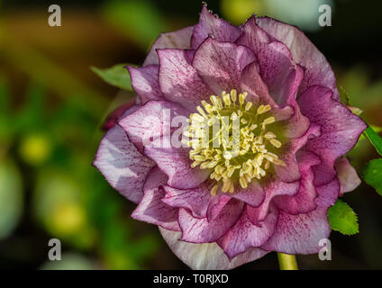 Eine Makroaufnahme eines Nieswurz Doppel ellen Lila Blume. Stockfoto