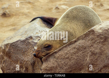 In der Nähe von Sea Lion in der Cape Cross Kolonie auf der atlantischen Küste von Namibia Stockfoto