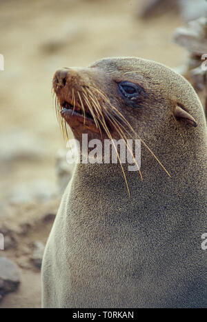 In der Nähe von Sea Lion in der Cape Cross Kolonie auf der atlantischen Küste von Namibia Stockfoto