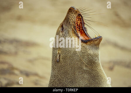 In der Nähe von Sea Lion in der Cape Cross Kolonie auf der atlantischen Küste von Namibia Stockfoto