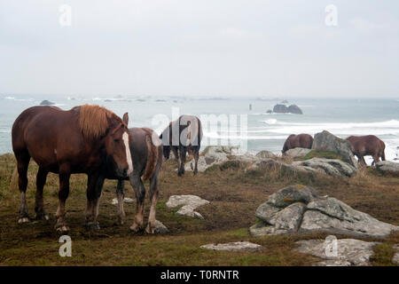 Pferde grasen bei Landunvez Portsall Brittany France Stockfoto