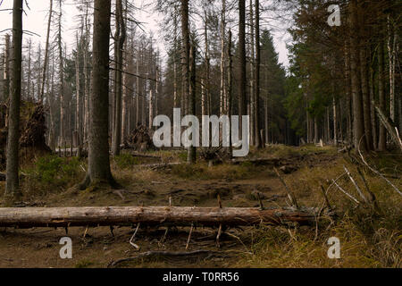 Wald im deutschen Raum genannt Harz Stockfoto