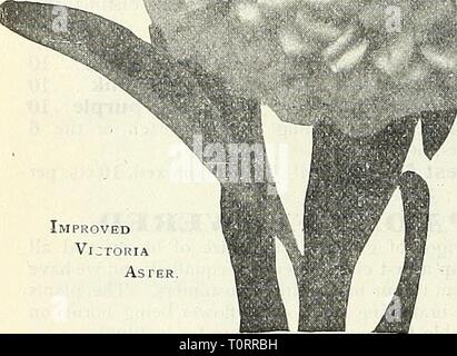 Dreer's Garten Buch 1905 Dreer's Garten Buch: 1905 dreersgardenbook 1905 henr Jahr: 1905 64 nilNENRrADRffiR - PHIIADELPHIA "^^A-m zuverlässige BLUMENSAMEN r - Verbesserte Victoria Aster DREER in großartigen Astern auf der vorherigen Seite und unten Wir bieten eine komplette Linie der wichtigsten Sorten. Wir bieten auch auf der nächsten Seite einige schöne Sorten, die nicht benutzt werden, so groß wie Sie verdienen. Straußenfedern. &Gt; Dieses herrliche Klasse weist einige Ähnlichkeiten zu den. (Comet, die sich in der kandelaber in Form von Wachstum und eine größere Freiheit der Blüte, aber Sein größtes Verdienst ist in der Bowers, w Stockfoto