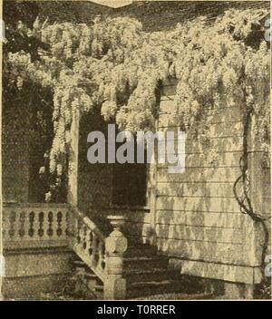 Dreer ist Herbst Katalog 1926 (1926) Dreer ist Herbst Katalog 1926 dreersautumncata 1926 henr Jahr: 1926 Stockfoto