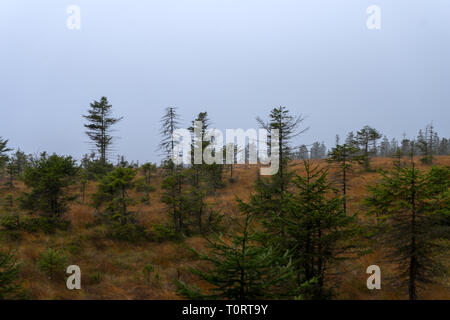 Wald im deutschen Raum genannt Harz Stockfoto