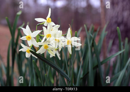 Weiße Narzisse Blüten im Freien Stockfoto