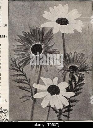 Dreer's 1909 Garten Buch (1909) Dreer's 1909 Garten Buch dreers 1909 Garten 1909 henr Jahr: 1909 Stockfoto