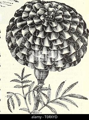 Dreer's 1838 1908 Garten Buch Dreer's 1838 1908 Garten Buch dreers 18381908 ga 1908 henr Jahr: 1908 Largr afrikanischen Ringelblume. Eine einzelne Blüte. Mari - Beginnt das frühe Blüte, 3-- Jlk ^^^^J^ I-YTHRITM. 3071 Roseum 'Lilac{/• verlieren Lose - Strife^ Eine sehr hübsche Hardy pro-ennial; wächst ungefähr 3 Fuß hoch, und produziert S)> ikes von rosa Blüten von Juli bis September 10 15 ab Juni. Die Blüten sind goldgelb, gekennzeichnet mit einem großen Fleck der Crimson samt. (Siehe .) J oz., 20 cts 5 3098 eingeführten Sammlung von Doppel Tagetes, 6 Sorten 25 afrikanischen Sorten. Orange Prinz. Eine sp Stockfoto