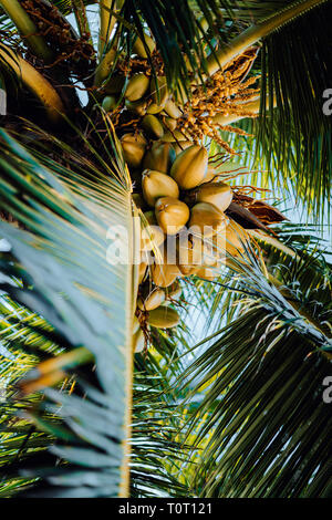 Frische reife Kokosnuss am Baum, Kokosnuß-Cluster auf Kokospalme. Palm Tree Branches Stockfoto