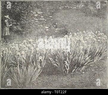 Dreer's 1909 Garten Buch (1909) Dreer's 1909 Garten Buch dreers 1909 Garten 1909 henr Jahr: 1909 Japanische Iris. Satz von zehn, § 2.00. Doppelzimmer - blühende Japanische IRIS. Im Rahmen dieser Kopf Wir bieten Ihnen die Sehr edle verdoppelt oder Blumen mit sechs großen Blütenblätter. Nr. 4. Nr. 5. Nr. 3. Nr. 22. Nr. 65. Blütenblätter. Yomo-no-umi. Die feinsten Weiss. Koki-no-Iro. Leicht violett, mit weissen Adern. Kosui-no-Iro. Violett, Geädert mit Weiß. - Saiio watastli. Weiß, mit Kanariengelben center. Ho-O-JO, Reich samtig Purpur, Vertiefung auf Basis von Nr. 68. Nr. 72. Nr. 87. Nr. 91. Nr. 94. Fuji-Mine. Weiß - geädert und mit blauen zurückverfolgt Stockfoto