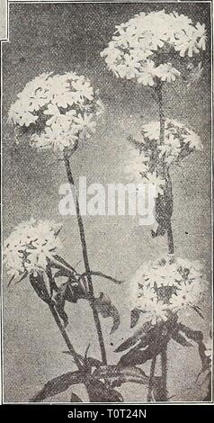 Dreer's 1909 Garten Buch (1909) Dreer's 1909 Garten Buch dreers 1909 Garten 1909 henr Jahr: 1909 Lysimachia Clethroides. Lobelia Cardinalis. Lobelien. Schöne Rabattenpflanze, in jedem normalen Gartenboden blühende, aber Bevorzugt einen feuchten, tiefen Lehm, wo Sie nicht aus drouth leiden. Nur wenige Pflanzen sind mehr an ihre Jahreszeit von Bloom, die von Anfang August bis Ende September verlängert. Cardinalis (Kardinal Blume). Reich , Kardinal Blumen; starke Pflanzen oft pro-risikoverringerung 10 bis 18, 12 bis 24 cm lang. 15 cts. Jedes; § 1,50 pro Dutzend. Königin Victoria. Blumen in Zusammenarbeit tiefer Stockfoto