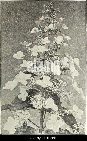 Dreer's Garten Buch 1905 Dreer's Garten Buch: 1905 dreersgardenbook 1905 henr Jahr: 1905 IHENRrADREER - PHIIADELPHiA^iA 203 Hydrangea paniculata. Ein neues weißes Sortieren, wilh Groß, offen, Deutzia Campanulata. salver geformte Blüten. - Candidlssima Plena. Eine feine Doppel-Weiß. - Meserveae rosea Plena [Donble-Jlowering Deutzia). Flow-ers Doppel-Weiß, mit rosa gefärbt; sehr wünschenswert. - Griech. Ein Zwerg Bush, mit Spitzen der rein weißen Blüten im Frühsommer abgedeckt. Rosea. Blumen zweimal die Größe von D. aus Buchsbaumholz und suf - mit einem zarten Farbton rosa abgesichert; eine große Verbesserung. - Lemoinei. Ohne do Stockfoto