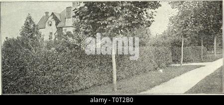 Dreer's Garten Buch 1905 Dreer's Garten Buch: 1905 dreersgardenbook 1905 henr Jahr: 1905 Weigelia Amabilis. Eine schöne und ausgeprägte Rosa. 25 cts. Jedes. Â Coccinea. Rosy crimson; sehr Iree. 25 cts. Jedes. Â Candida. Feine Pure White, Blumen groß. 25 cts. Jedes. Â Hortensis Rosea. Rosigen Carmine. 25 cts. Jedes. Â Rosea Nana Variegata. Eine ordentliche Zwerg Strauch, für den klar definierten Panaschierung, wie Grün, Gelb und Rosa in seiner Blätter, sehr effektiv und nützlich; Blumen zarten Rose und rosa; eine der schönsten Bunte-leaved Sträucher. 25 cts. Jedes. Â â Eva Rathke. Die feinsten Wei Stockfoto