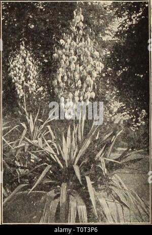 Dreer's Garten Buch 75 6 Dreer's Garten Buch: 75 6. jährliche Ausgabe 1914 dreersgardenbook 1914 henr Jahr: 1914 Bratschen und TITFTEO Stiefmütterchen (Viola Comuta>. Liegen verbesserte Formen von Viola Corniita sind einer der wichtigsten Beetpflanzen von Europa, und sind jetzt hier ausführlich verwendet wird. Wenn in einem Halbschattigen Bett pflanzten, sie blühen Con-ständig für fast acht Monate im Jahr; und während Ihre Blumen sind nicht so groß wie die der Stiefmütterchen, ihre hellen Farben und floriferousness damit Sie sich willkommen Ergänzungen in jeden Garten. Bewunderung. Soft lila, mit dunklen Fleck. Stockfoto