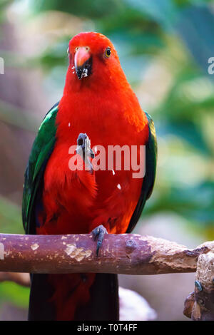 Männliche australische König Parrot bird (Alisterus scapularis) seine Nahrung essen. Stockfoto