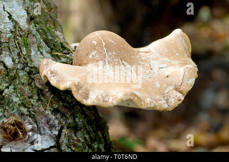 Birch Polypore (wahrscheinlich piptoporus betulinus), der aus einer alten Birke. Stockfoto