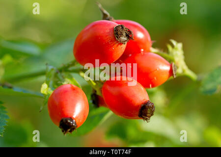 Heckenrose (Rosa Canina), Nahaufnahme der Früchte oder die Hüften im Herbst produziert. Stockfoto