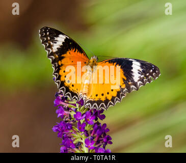 Malaiische Florfliege Schmetterling Stockfoto