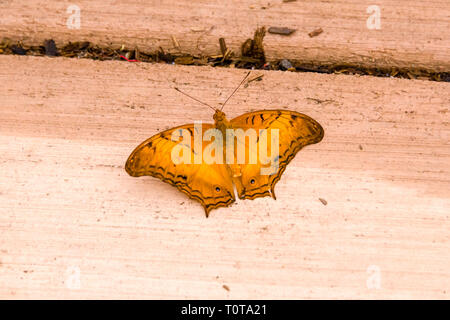 Malay Cruiser Schmetterling Stockfoto