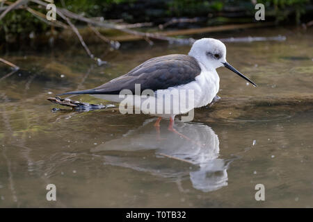 Schwarz - geflügelte Stelzenläufer Himantopus himantopus Schwarz & Weiß Wader Vogel Stockfoto