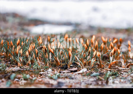Waldlichtung mit ersten orange leuchtenden Primeln im Laub des letzten Jahres. Konzept der Jahreszeiten, Wetter Stockfoto