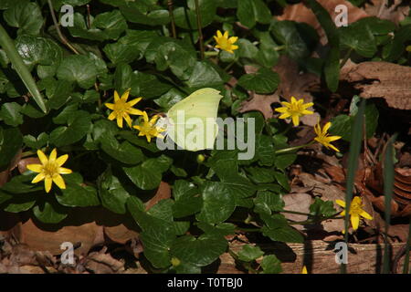 Weibchen von gemeinsamen Brimstone Gonepteryx rhamni () Fütterung mit Blumen von Scharbockskraut (Ficaria verna) an einem strassenrand in der Nähe von Recklinghausen, Deutschland. Stockfoto