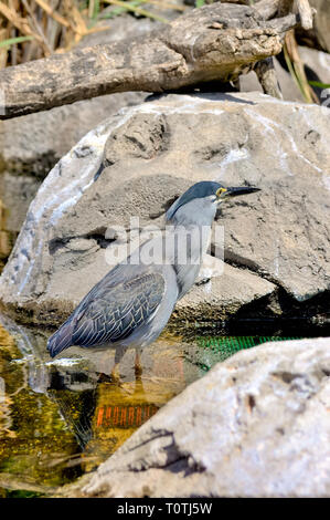 Gestreift Heron, Mangrove Reiher, Green-backed Heron oder wenig Heron, (Butorides Striata) Stockfoto