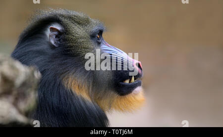 Nahaufnahme eines männlichen Mandrill (mandrillus Sphinx) Stockfoto