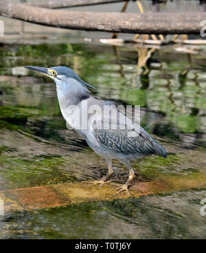 Gestreift Heron, Mangrove Reiher, Green-backed Heron oder wenig Heron, (Butorides Striata) Stockfoto