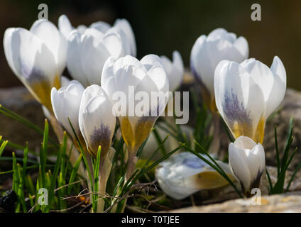 Eine Makroaufnahme einer Gruppe von Weißen crocus Blüten. Stockfoto