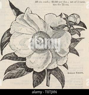 Dreer's 1901 Garten Kalender (1901) Dreer's 1901 Garten Kalender 1901 Garten 1901 dreers henr Jahr: 1901 PiEONIA TeNUIFOLIA. Doppel Staudenpäonien. Die Krautigen PLconies sind äußerst robust und wird in jedem normalen Gartenboden gelingt, gut mit guter Dünger angereichert. Während der Sommermonate Mulchen ist vorteilhaft zu den Wurzeln, vor allem auf trockenen Böden. (Siehe .) Wir bieten ein herrliches Sortiment in zwölf Sorten, nämlich: Agida. Leuchtendes Rot; Sehr reichblühend. Caroline Allain. Schöne Blush, mit Schwefel und weissen Spitzen. Durch de Cazes. Anemone gebildet, helles Rot mit Sal Stockfoto
