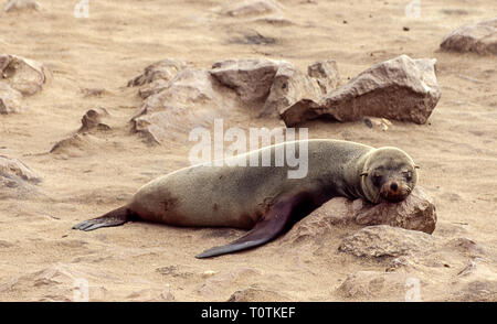 Sea Lion liegt am Strand in der Cape Cross Kolonie in Namibia Stockfoto