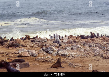 Seelöwen am Strand und im Meer in der Cape Cross Kolonie in Namibia Stockfoto