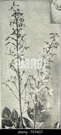 Dreer's 1838 1908 Garten Buch Stockfoto