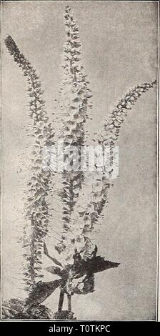 Dreer's 1907 Garten Buch (1907) Dreer's 1907 Garten Buch dreers Garten 1907 1907 henr Jahr: 1907-tlEHRYADREER - Philadelphia PA^P^ARDY-PEREMniAl PFLANZEN - iTffj Veronica Longifolia Subsessilis. Baldrian (angespornt Blume). Coccinea (baldrian). Eine altmodische mehrjährig, Lager zahlreiche auffällige Köpfe von Redd ^h Blüten von Juni bis Oktober; 2 Füße. Â Alba. Eine weiß blühenden Form. Officinalis [Hardy Garten Heliotrop®). Erzeugt auffällige rosa Staats flow ers im Juni und Juli, mit starken Heliotrop Geruch. 15 cts. Jedes; § 1,50 pro dtz.; $ 1000 pro 100. Molène (königskerze). Olympicum. Große si Stockfoto