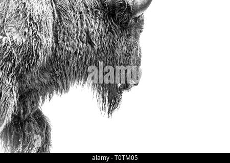 Schwarze und weiße Nahaufnahme Porträt einer Bison wandern beim essen Gras Stockfoto