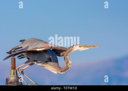 Great Blue Heron fertig, in Flug zu springen Stockfoto